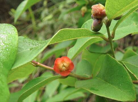 Image of Cratoxylum cochinchinense (Lour.) Bl.