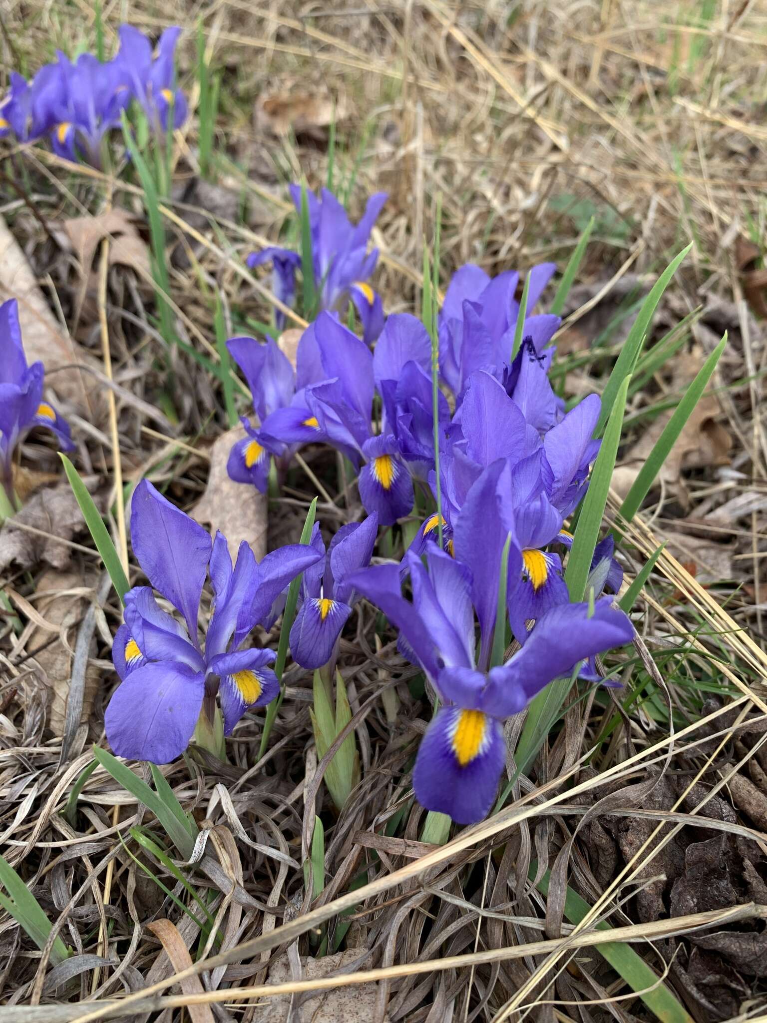 Image of dwarf violet iris