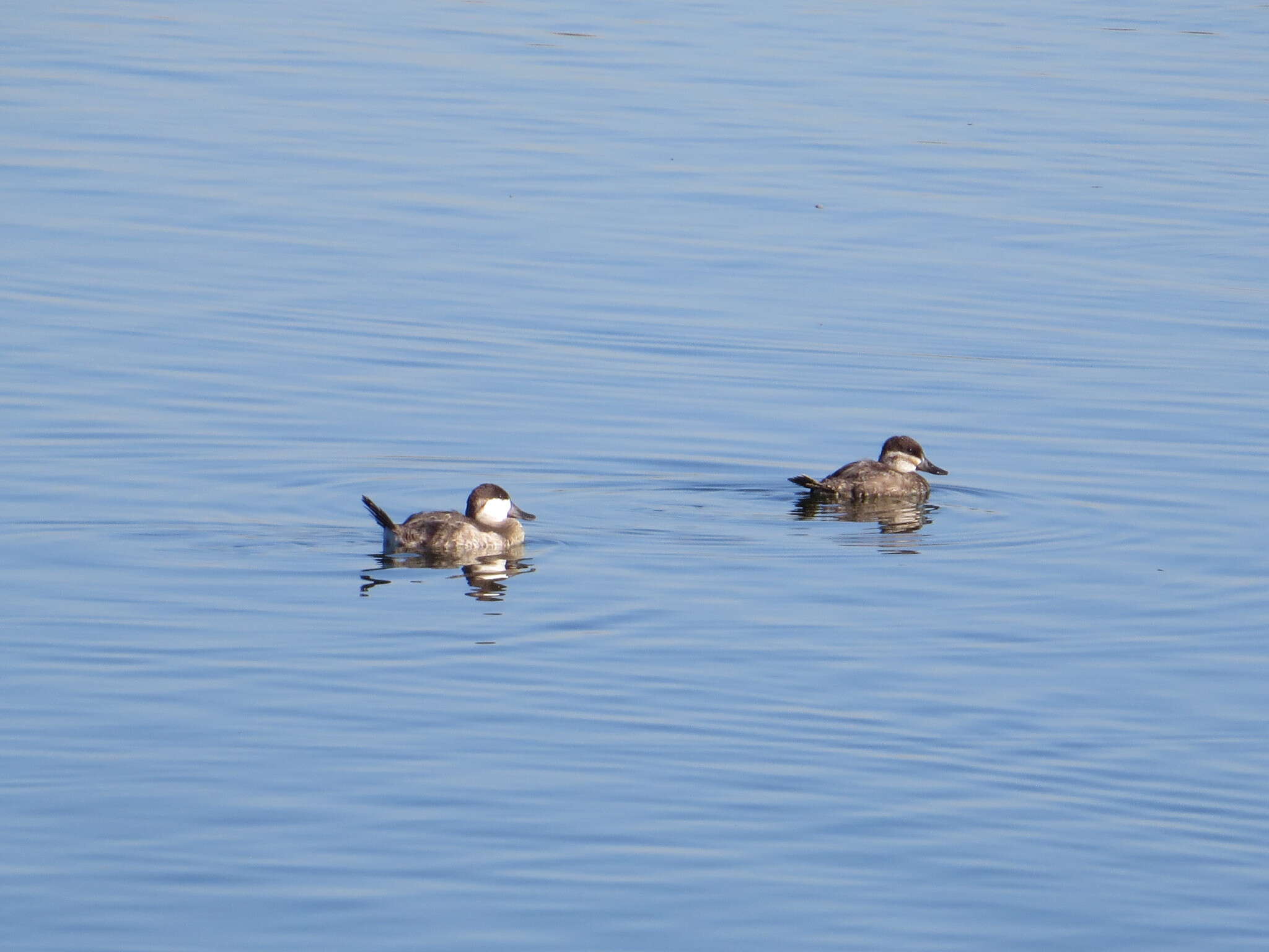 Image of Bluebills