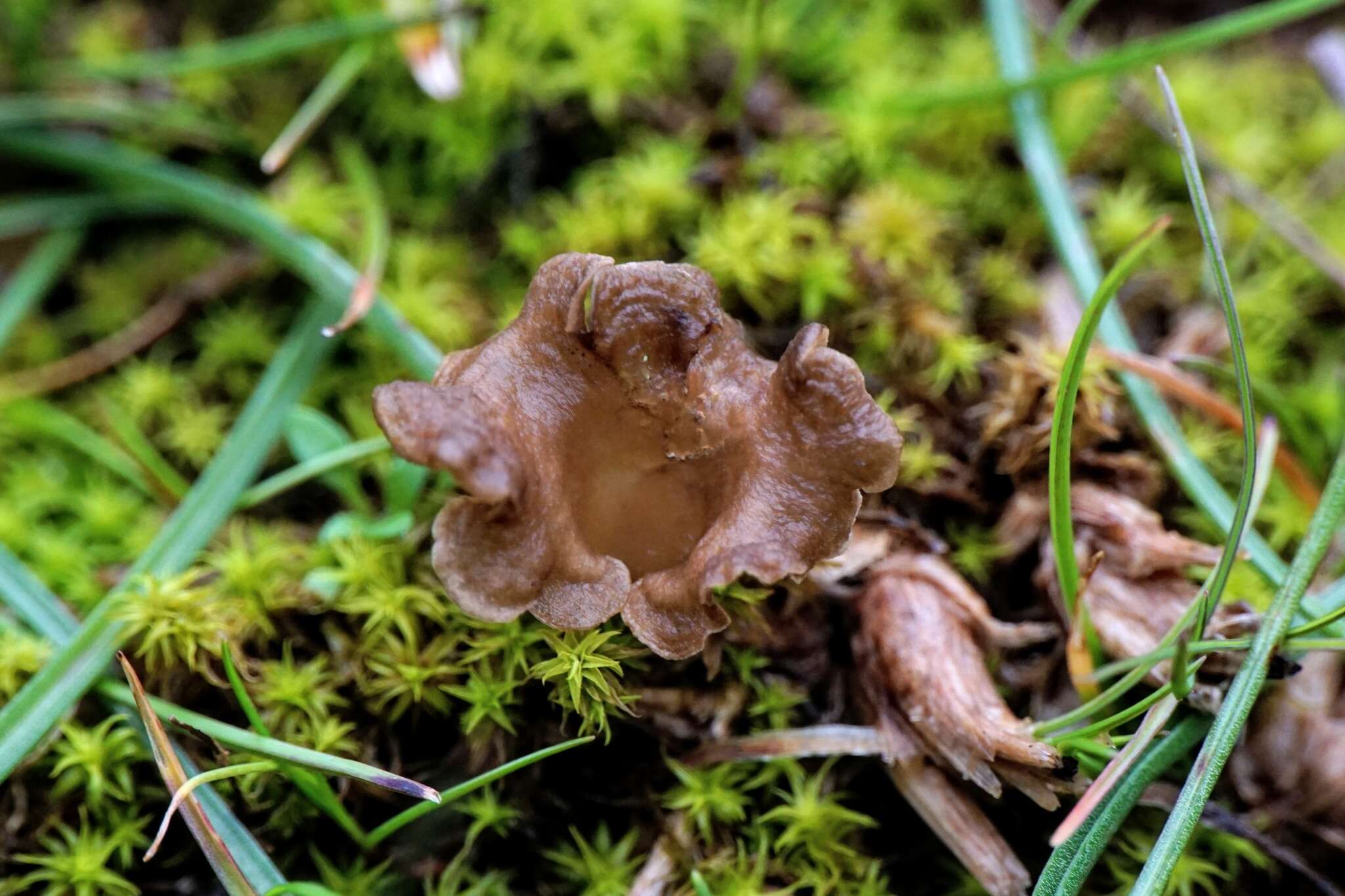 Image de Arrhenia spathulata (Fr.) Redhead 1984