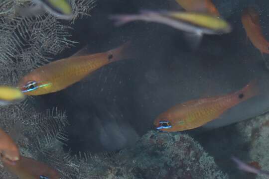 Image of Capricorn cardinalfish