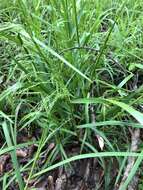 Image of Clustered Fescue