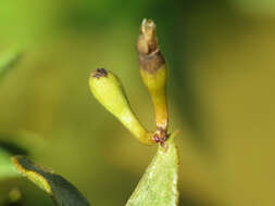 Plancia ëd Asphondylia clavata Gagne 1990