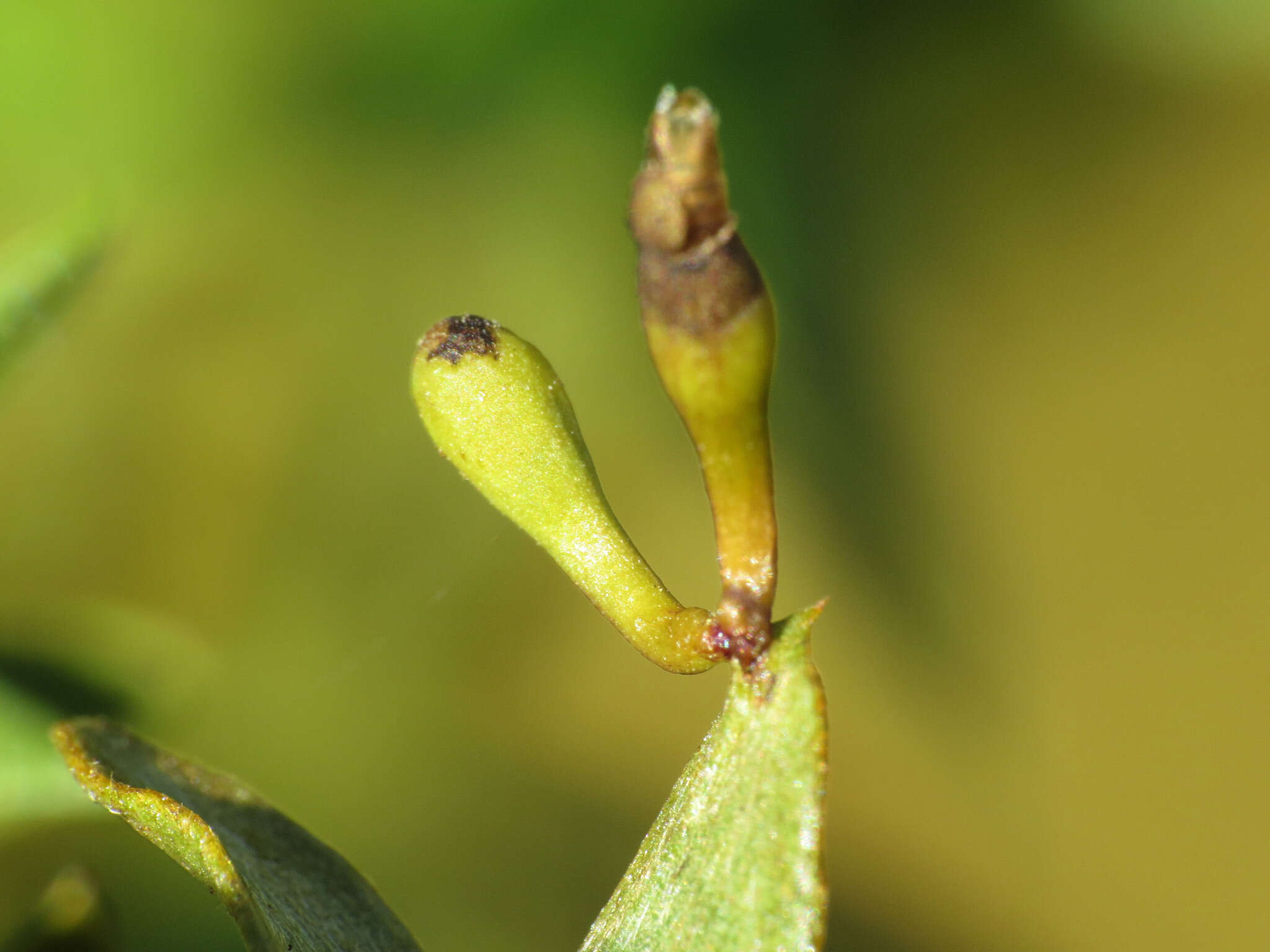 Plancia ëd Asphondylia clavata Gagne 1990