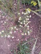 Image de Symphyotrichum porteri (A. Gray) G. L. Nesom