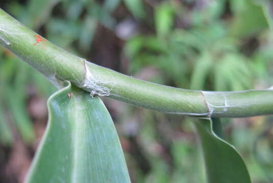 Image of Costus comosus (Jacq.) Roscoe