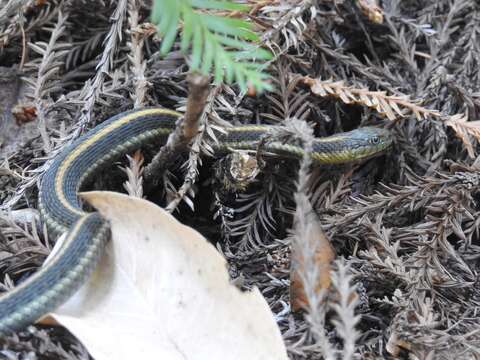 Image of Aquatic Gartersnake