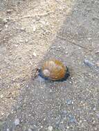 Image of Green Garden Snail