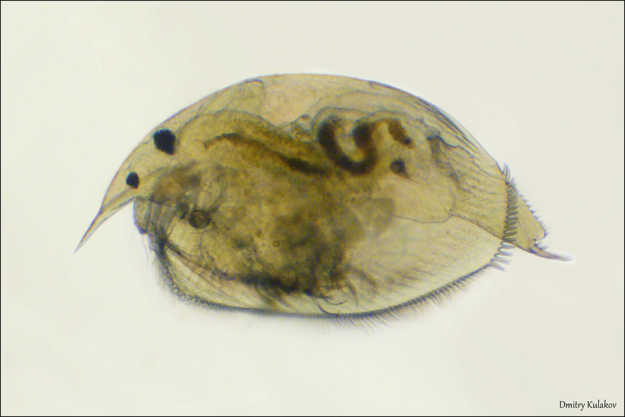 Image of <i>Pleuroxus truncatus</i>