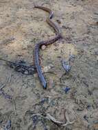 Image of Spotted Ground Snake
