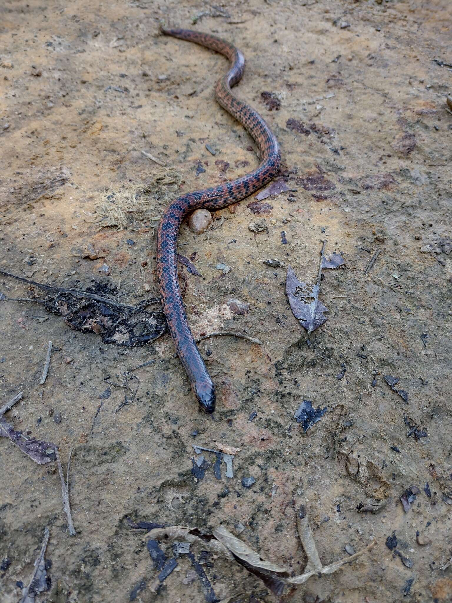 Image of Spotted Ground Snake