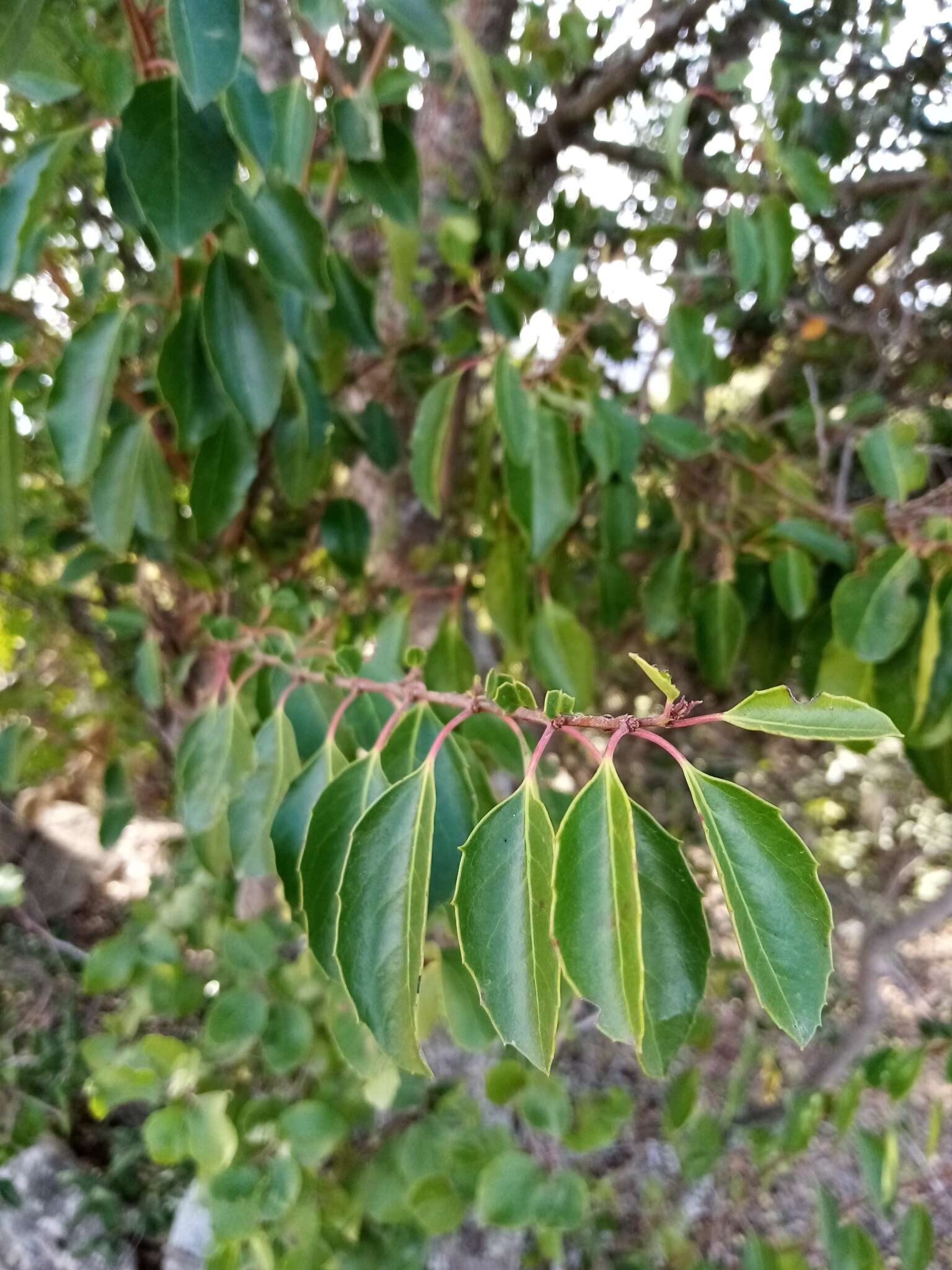 Image of Azara petiolaris (D. Don) I. M. Johnston