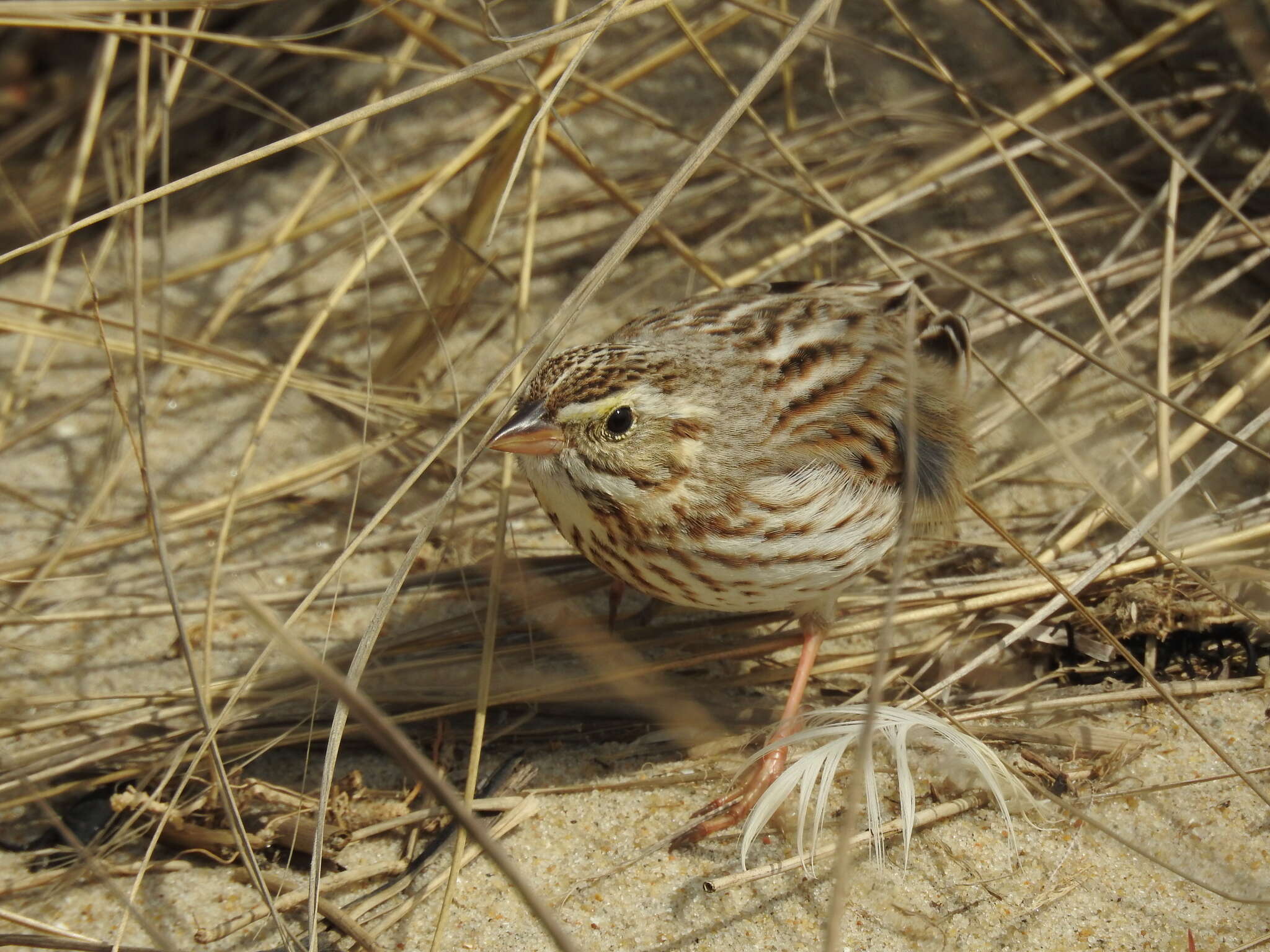 Image of Passerculus sandwichensis princeps Maynard 1872