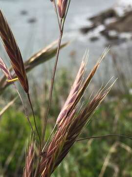 Image of seaside brome