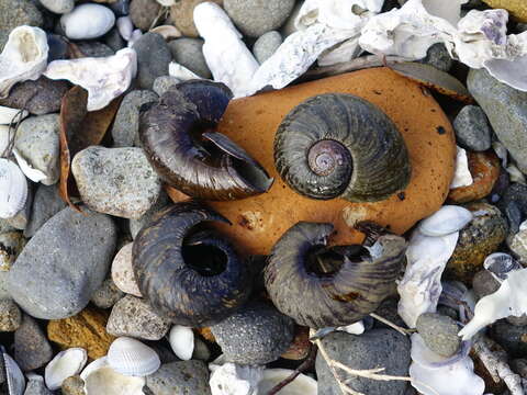 Image of Kauri Snail