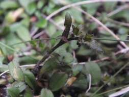 Image of Myosotis lyallii subsp. lyallii