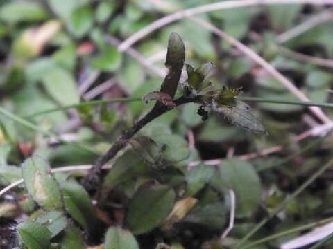 Image de Myosotis lyallii subsp. lyallii