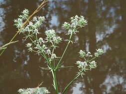 Image de Eryngium aquaticum L.