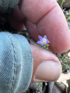 Image of San Gabriel bluecup