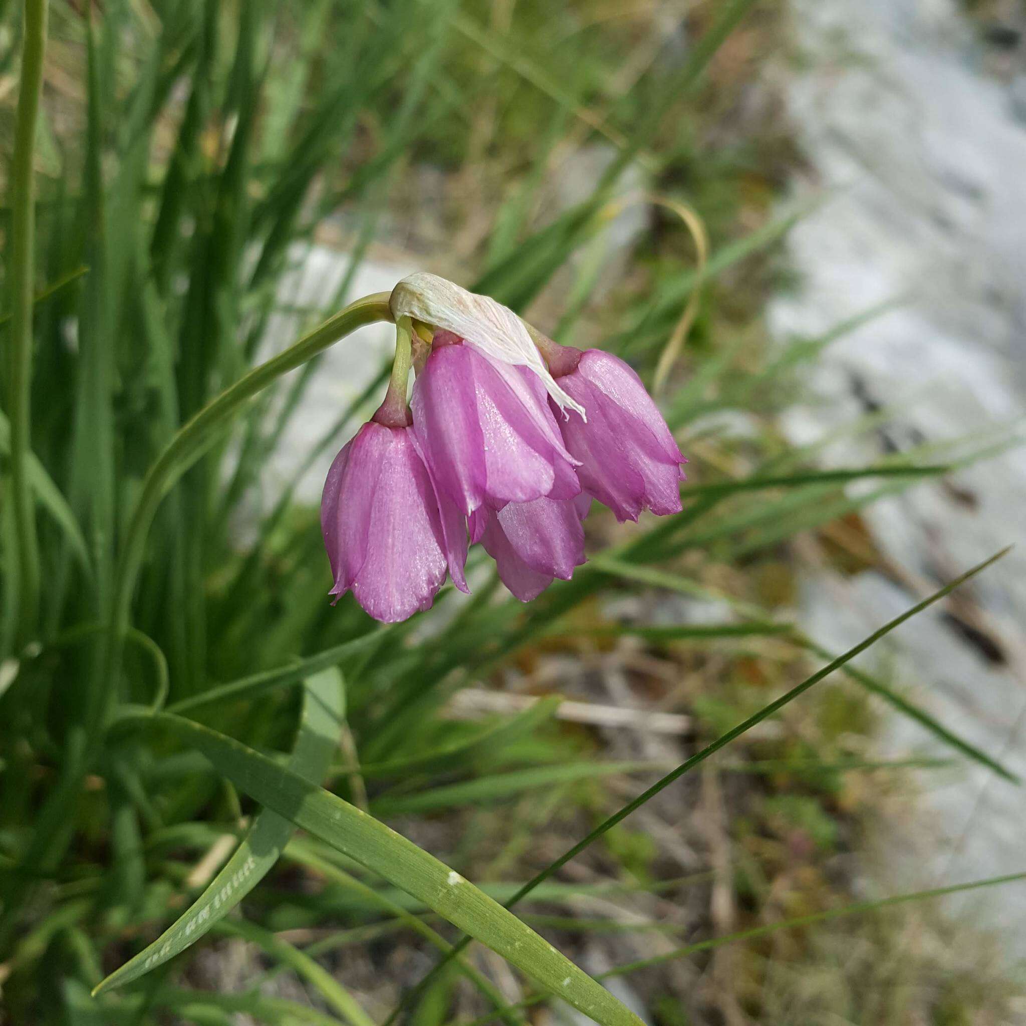 Image of Allium narcissiflorum Vill.