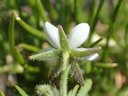 Imagem de Spergula villosa Persoon