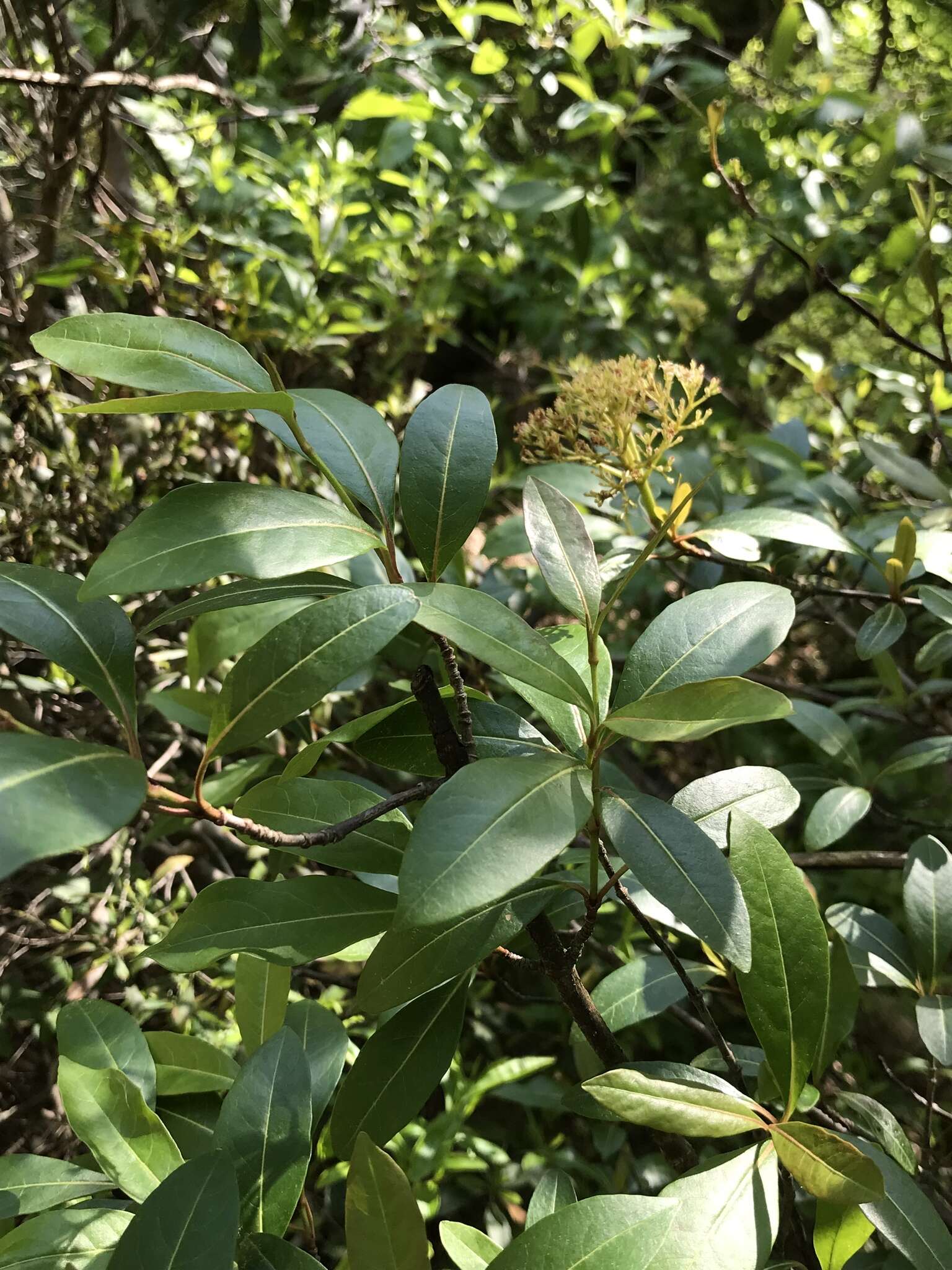 Viburnum nudum var. cassinoides (L.) Torr. & A. Gray的圖片