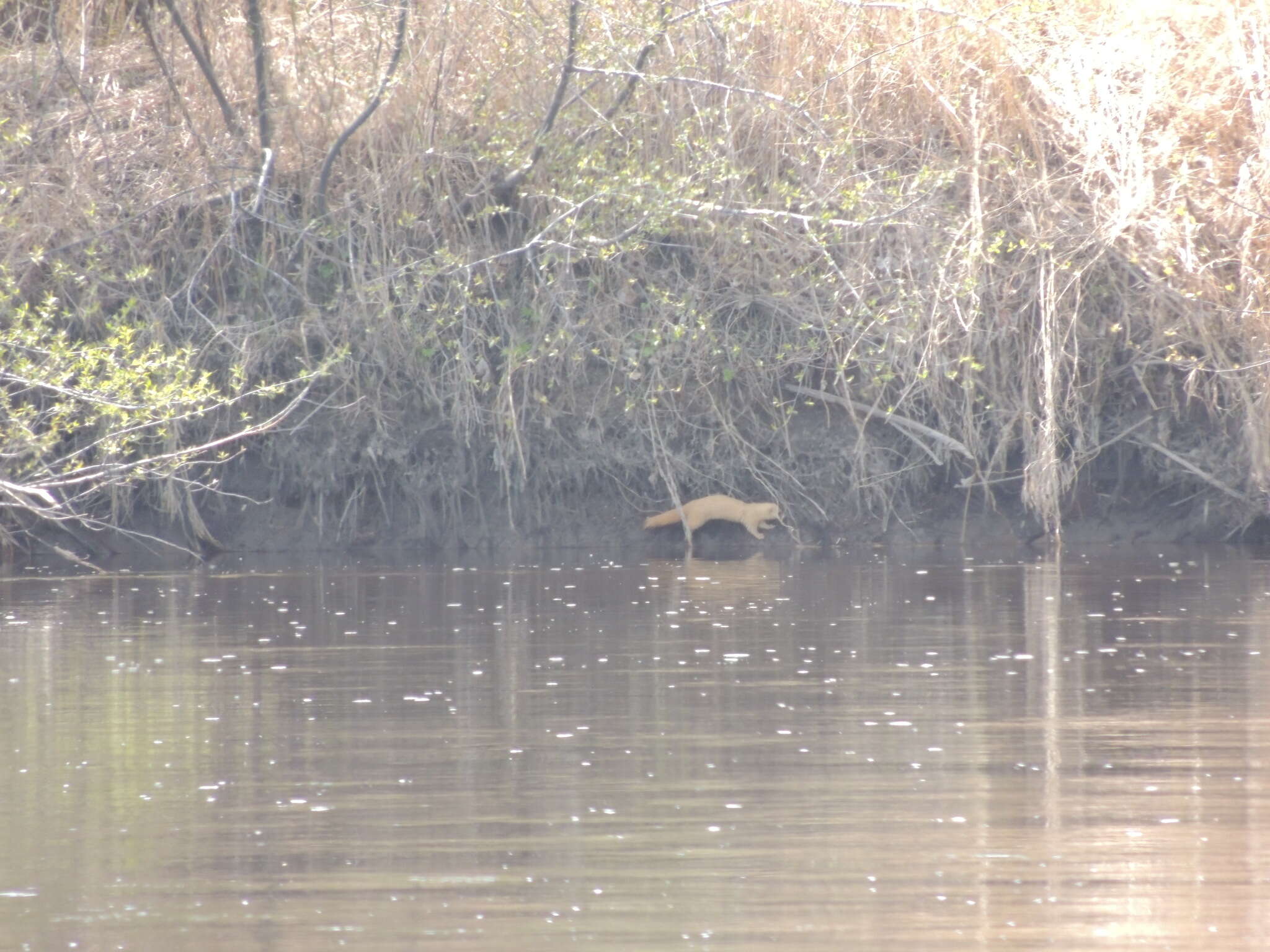 Image of Siberian Weasel