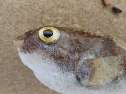 Image of Halstead's Toadfish