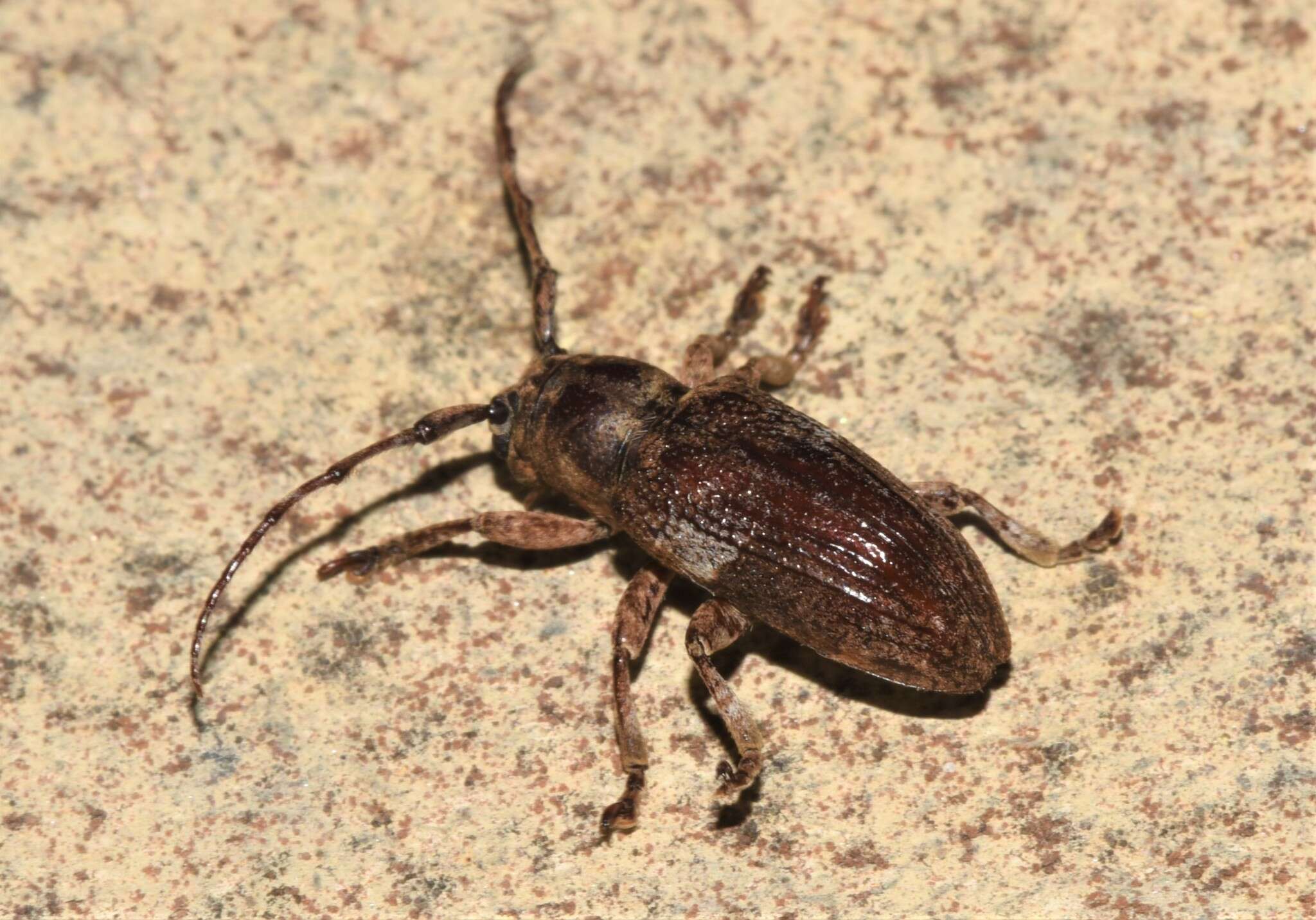 Image of Pterolophia (Hylobrotus) tuberculatrix (Fabricius 1781)