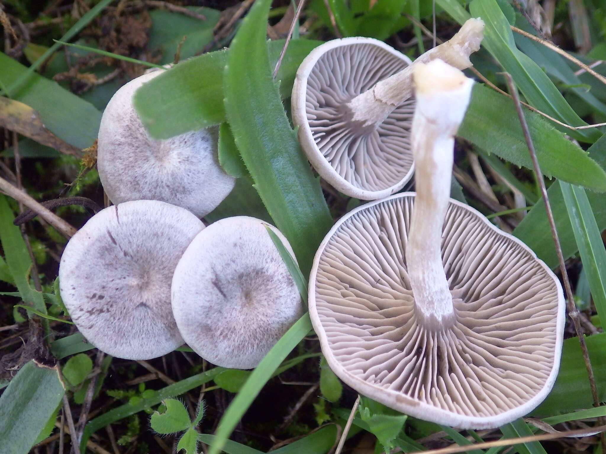 Image of Entoloma undatum (Gillet) M. M. Moser 1978