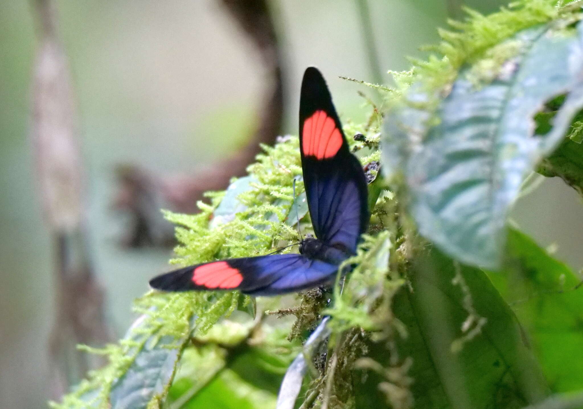 Imagem de Batesia hypochlora Felder 1862