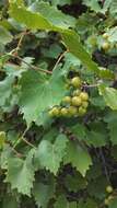 Image of muscadine