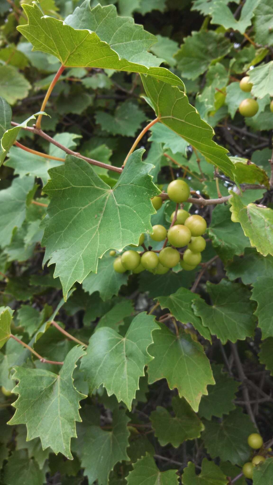 Image of muscadine