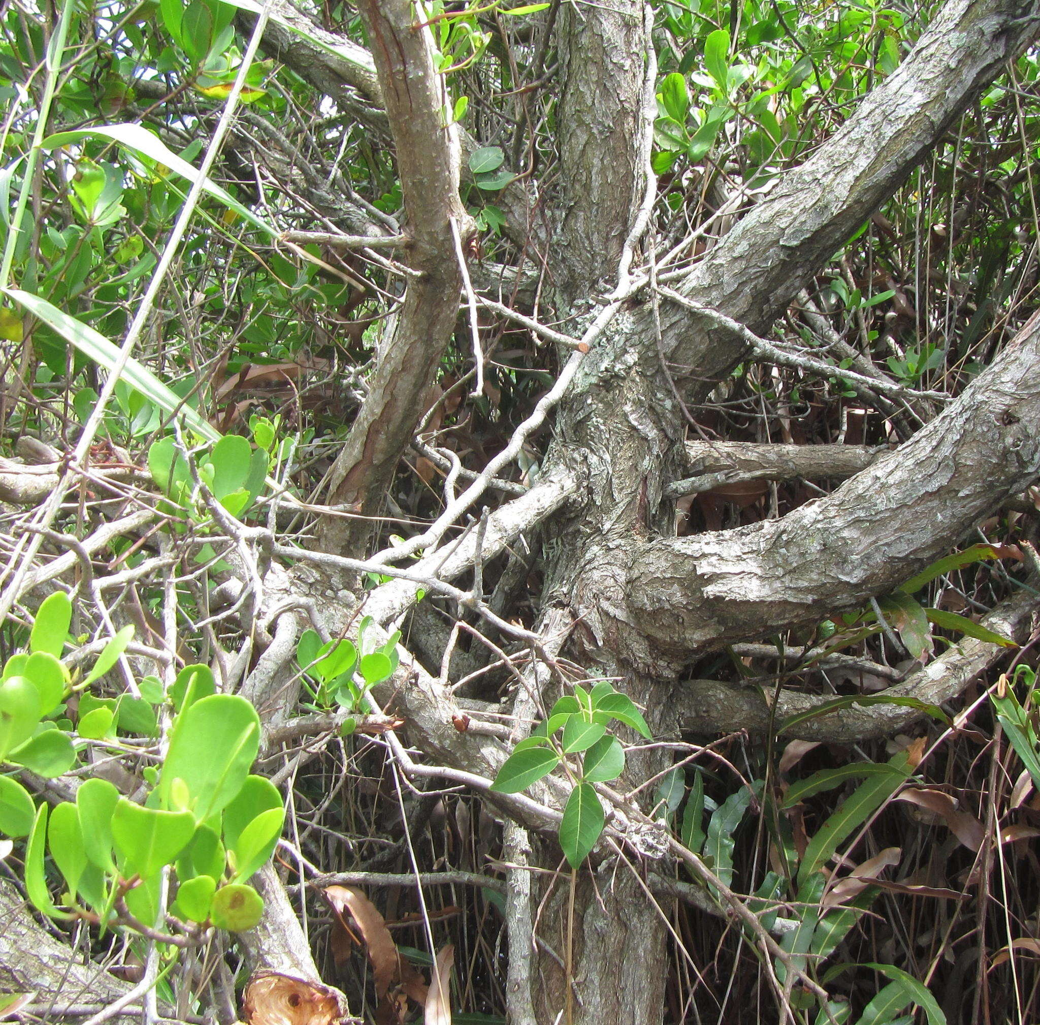 Image of <i>Lumnitzera <i>racemosa</i></i> var. racemosa