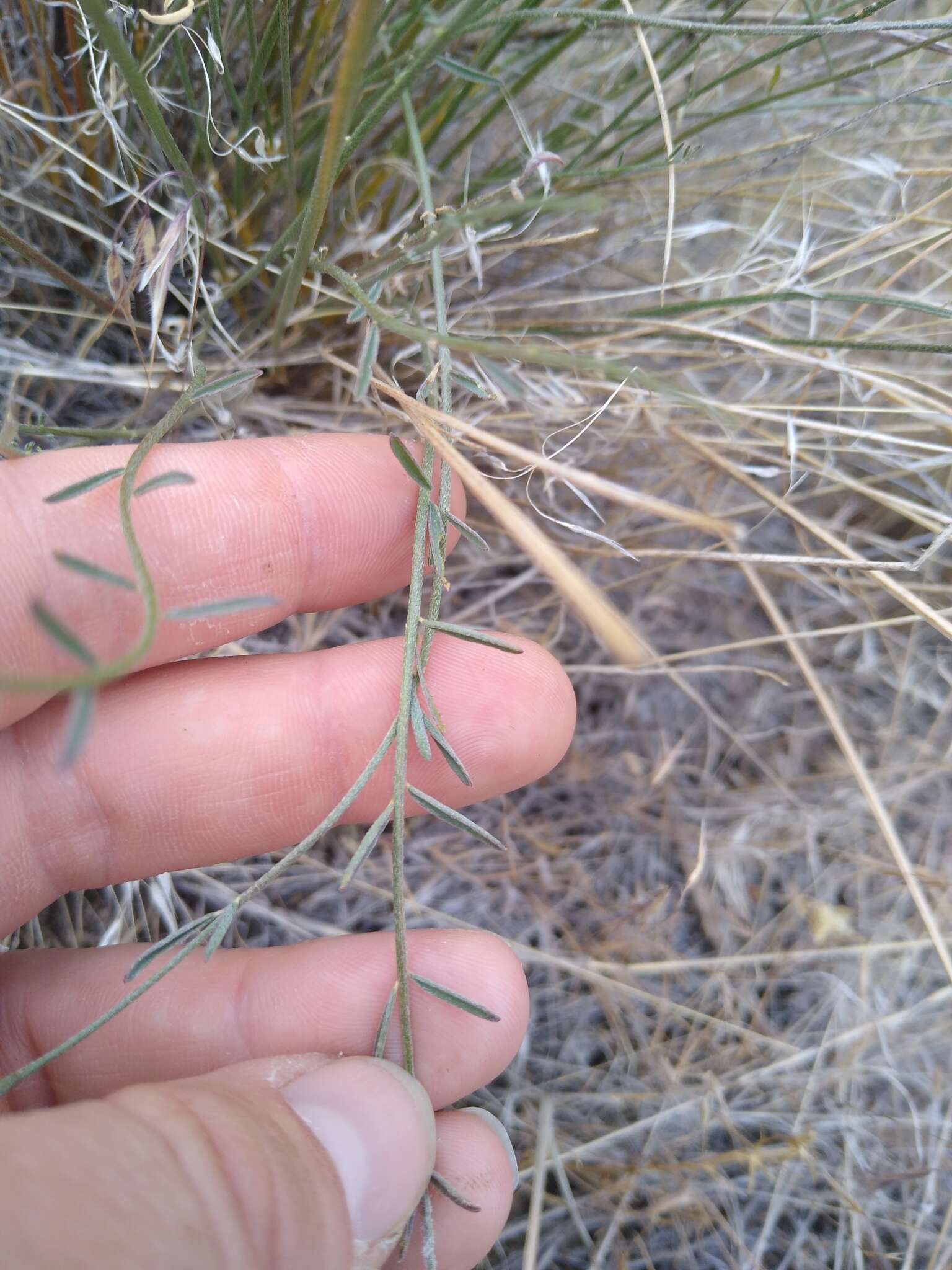 صورة Astragalus conjunctus S. Wats.