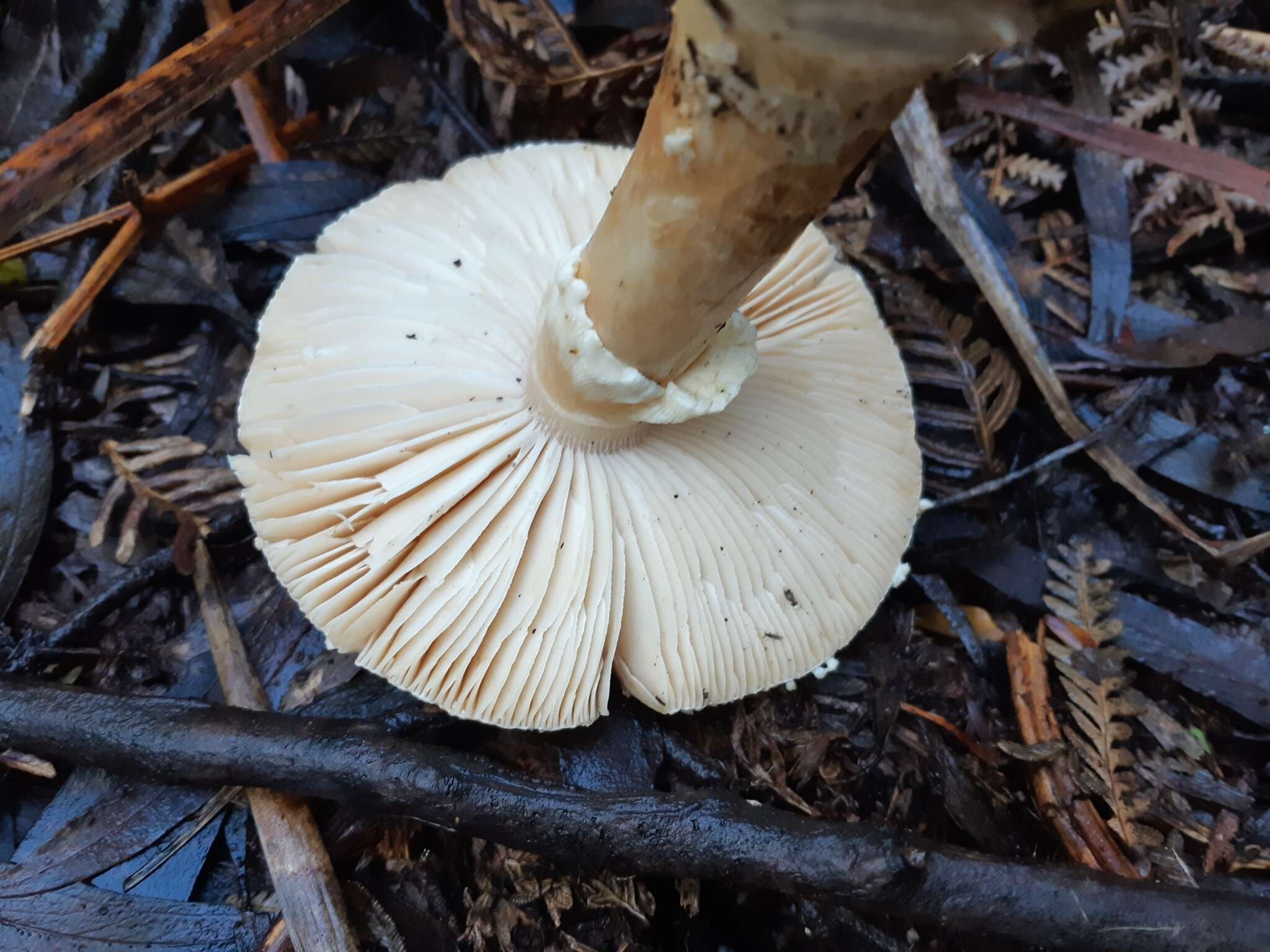 Image of Amanita effusa (Kalchbr.) D. A. Reid 1980