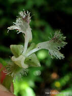 Image of Huttonaea pulchra Harv.