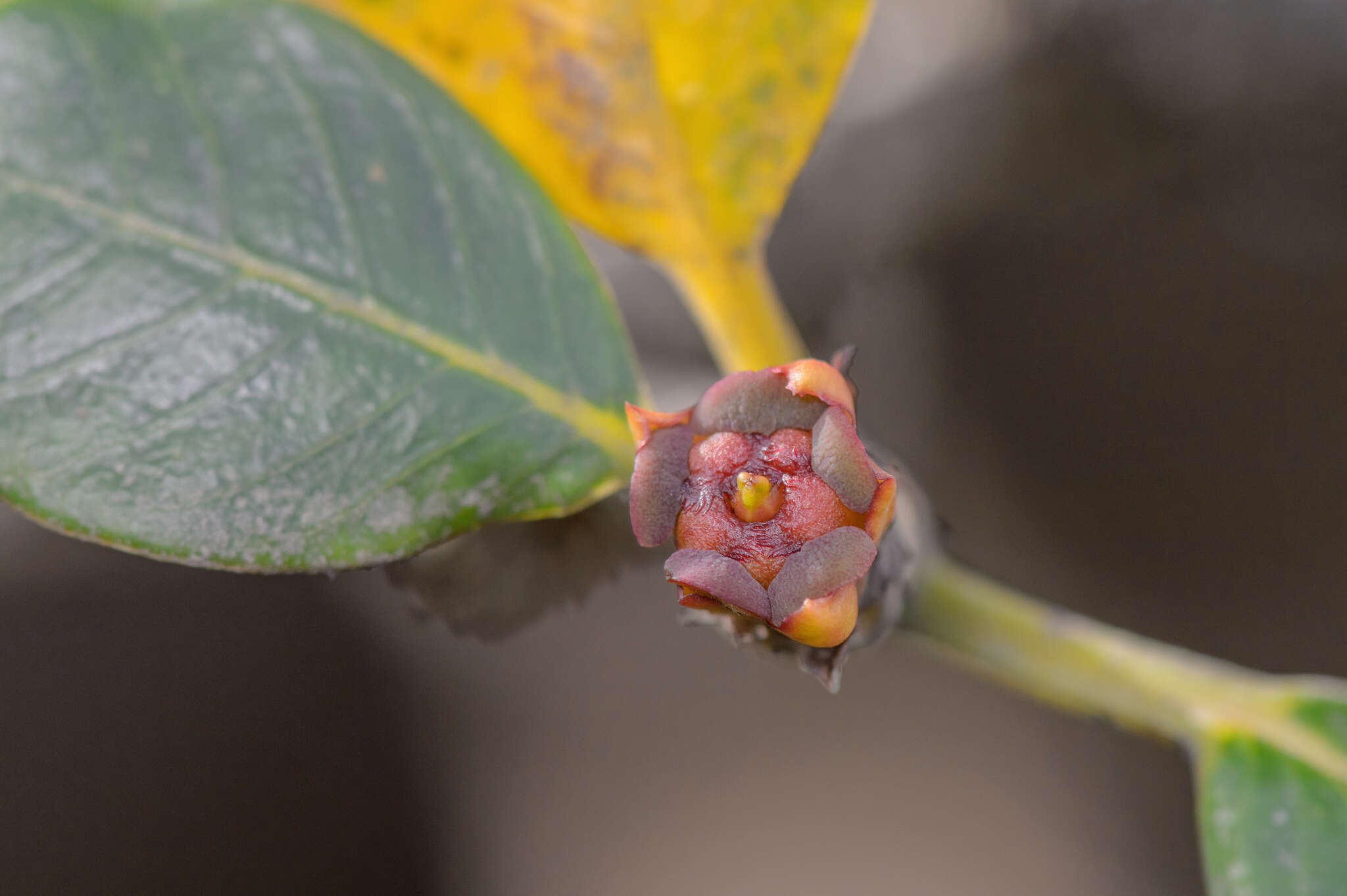 Spiniluma discolor (Radcl.-Sm.) Friis resmi