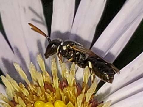 Imagem de Hylaeus leptocephalus (Morawitz 1870)