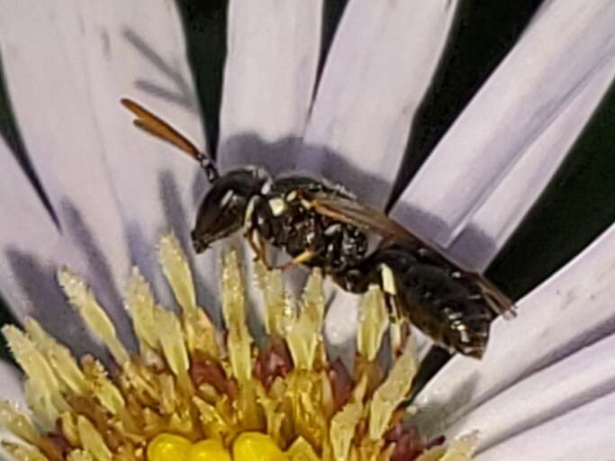 Sivun Hylaeus leptocephalus (Morawitz 1870) kuva