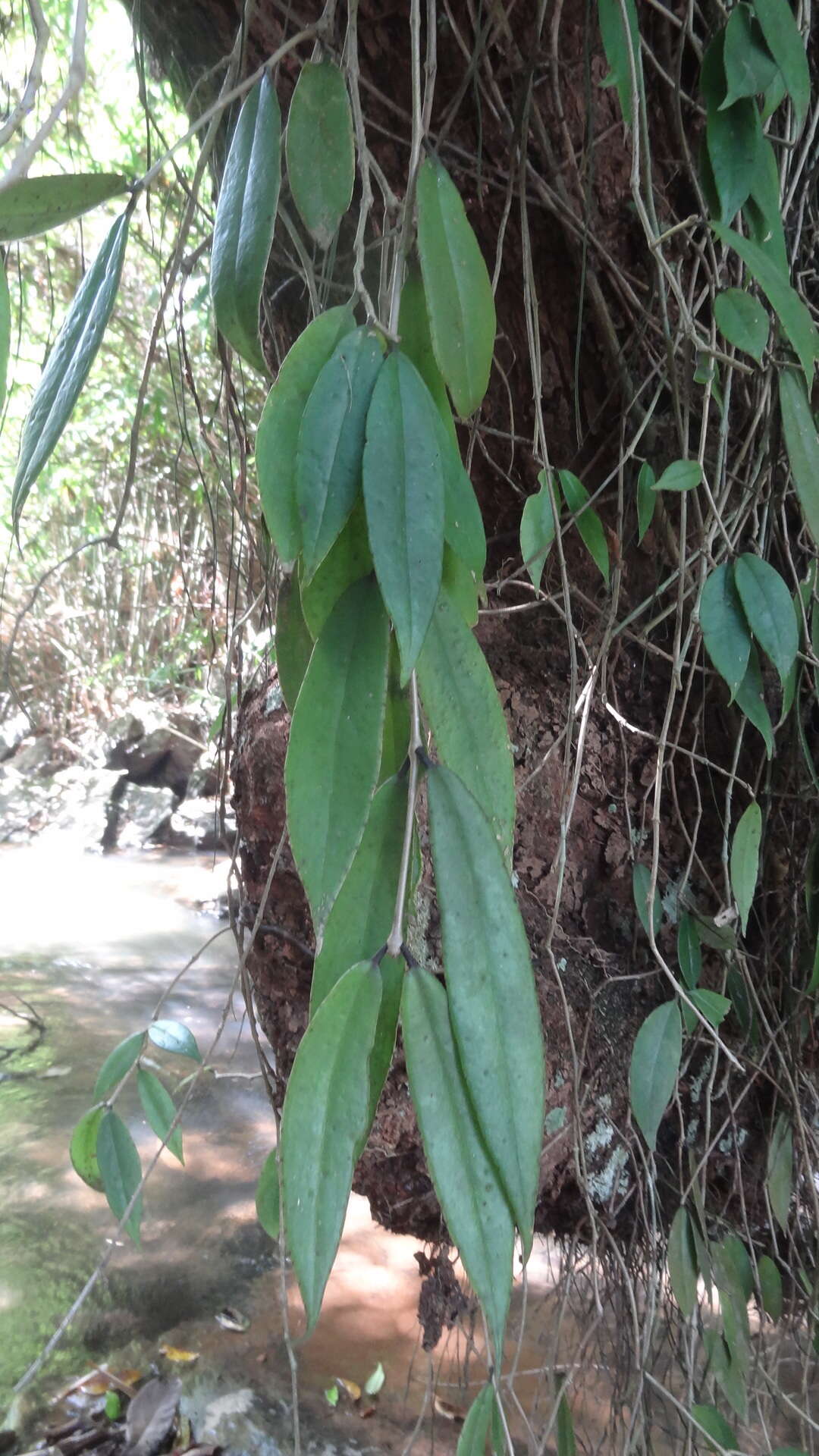 Image of Aeschynanthus perrottetii A. DC.