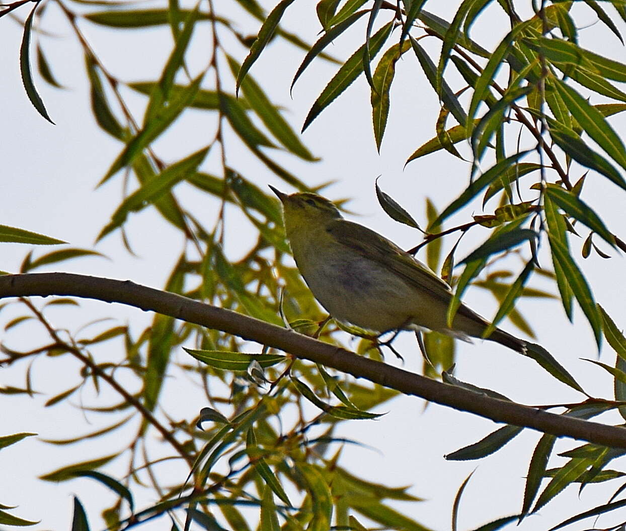 Image of Wood Warbler