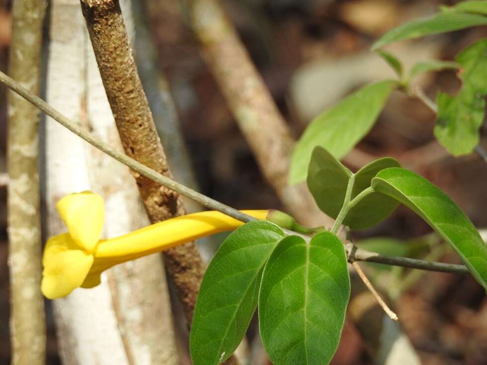 Image of Anemopaegma chrysanthum Dugand