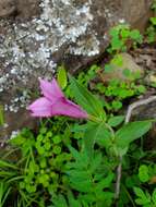 Imagem de Spigelia scabrella Benth.