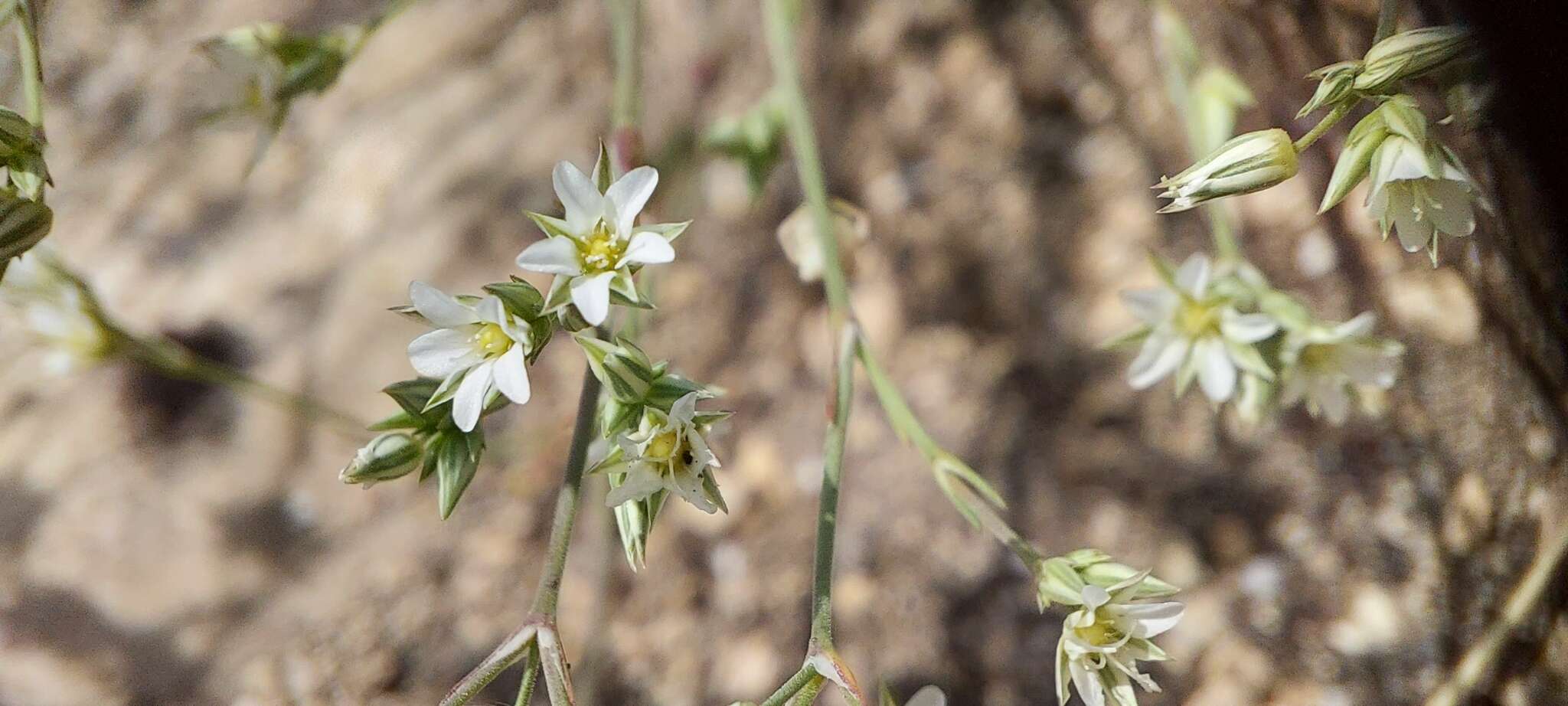 Imagem de Minuartia euxina M. V. Klokov