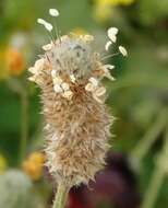 Plancia ëd Plantago lagopus L.