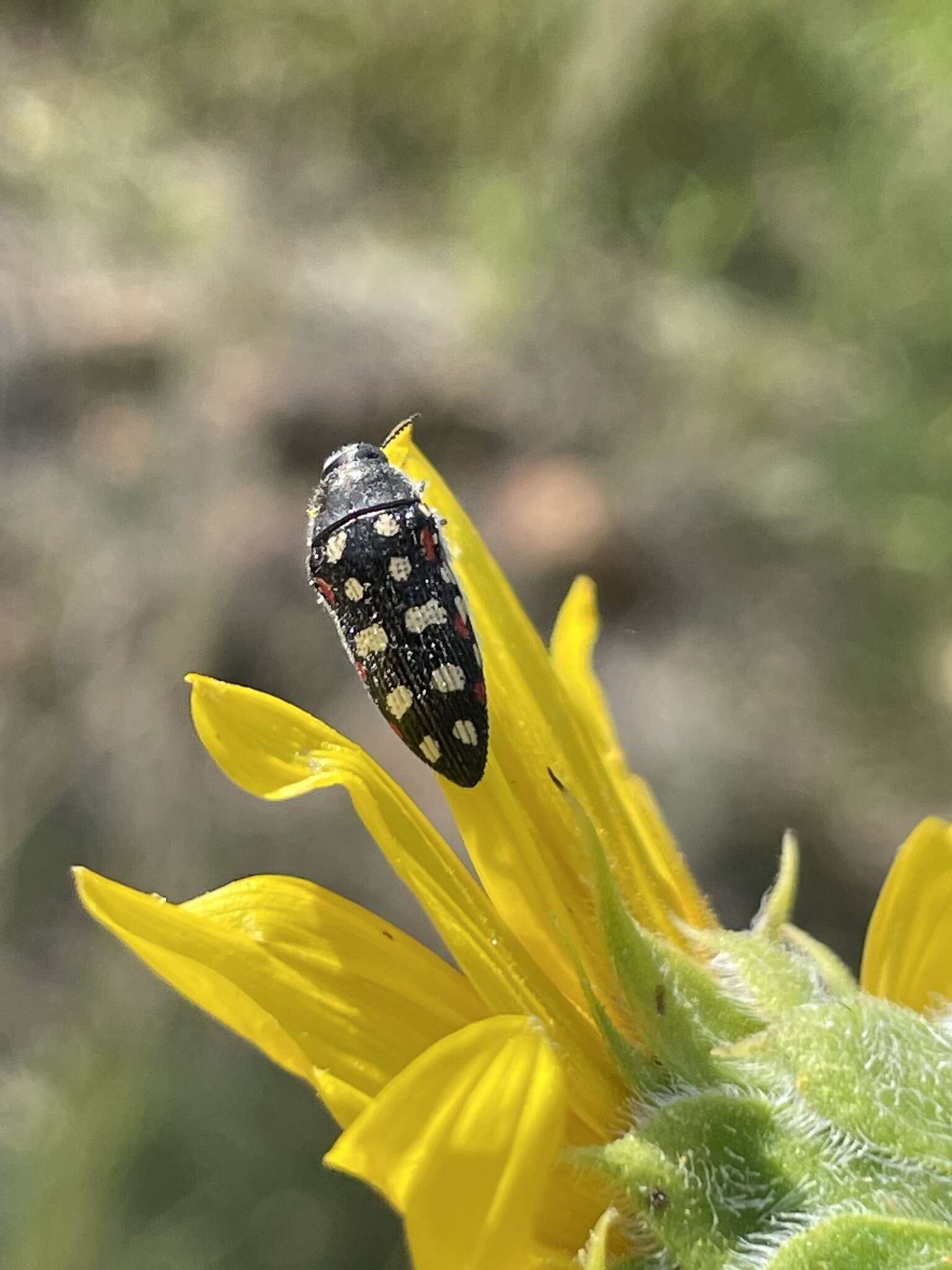 Слика од Acmaeodera gibbula Le Conte 1858