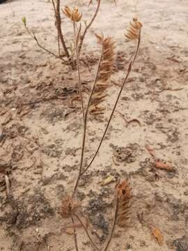 Image of Tuberaria echioides (Lam.) Willk.