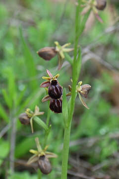 Image of Ophrys sphegodes subsp. epirotica (Renz) Gölz & H. R. Reinhard