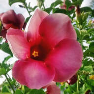 Image of purple allamanda